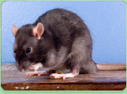 rat control Bradford