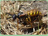 wasp control Bradford