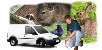 Bradford local van